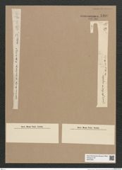 Synedra sp. (de-Toni-Nr.: Genus 66) Zeichnungen Sammlung Grunow Nr. 5409 (NHMW-BOT-W0373841)
